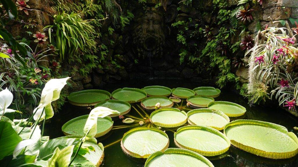 things to do in Ischia - a snapshot from Giardini la Mortella botanicl garden 