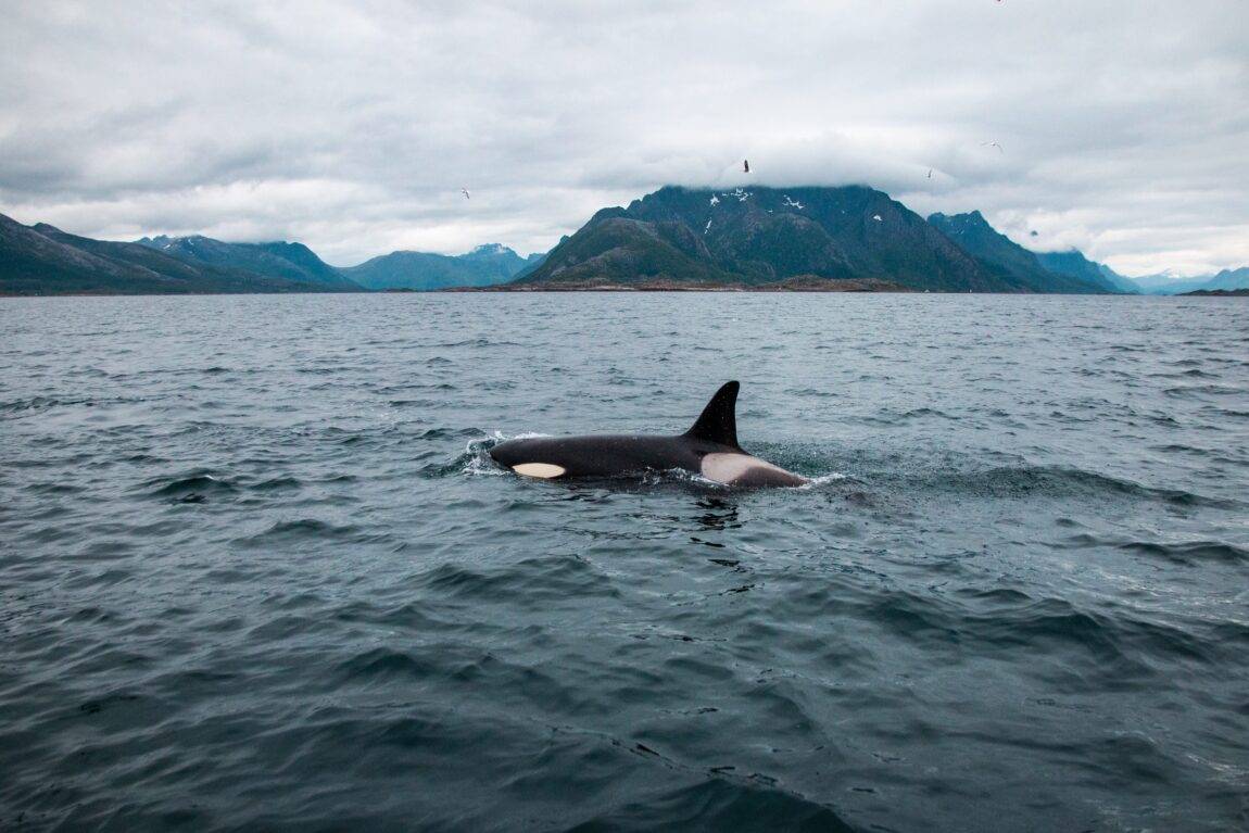 An orca just above the surface of the sea with a mountain landscape in the background