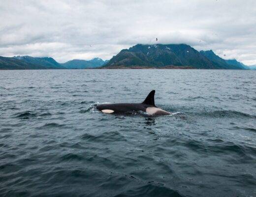 An orca just above the surface of the sea with a mountain landscape in the background
