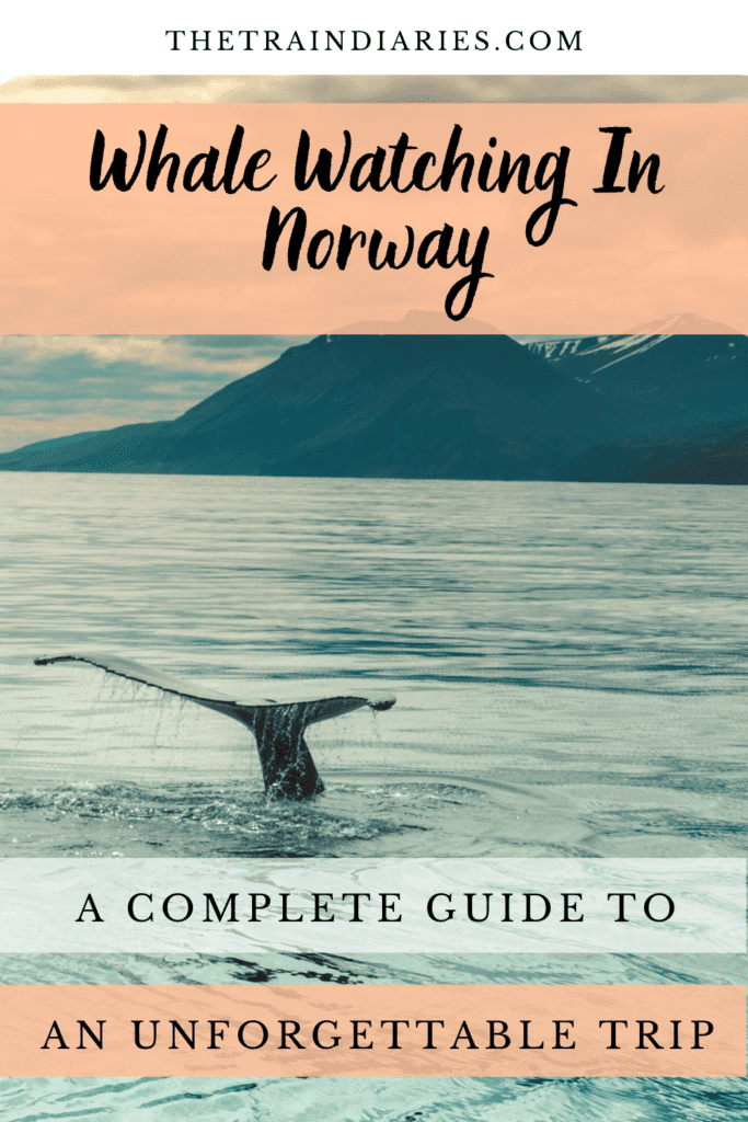 A pin for Pinterest Norway whale watching